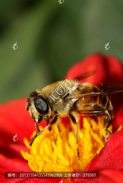 蜜蜂特寫