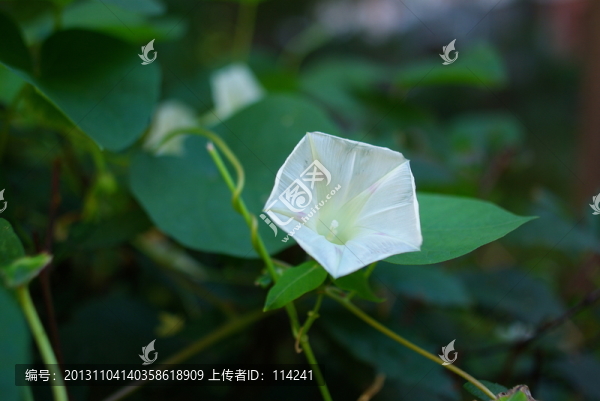 白色牽?；? title=