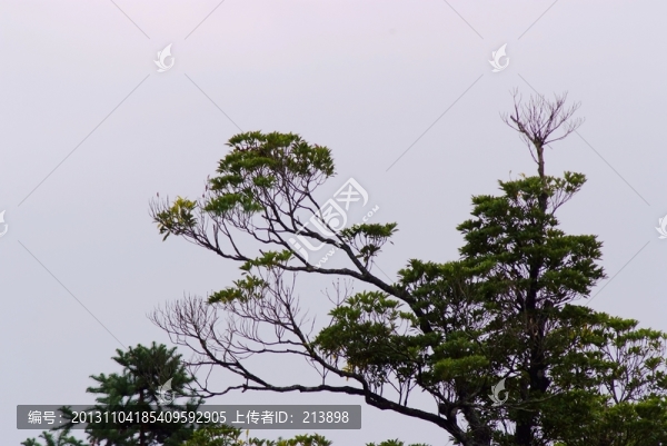 老樹,樹丫