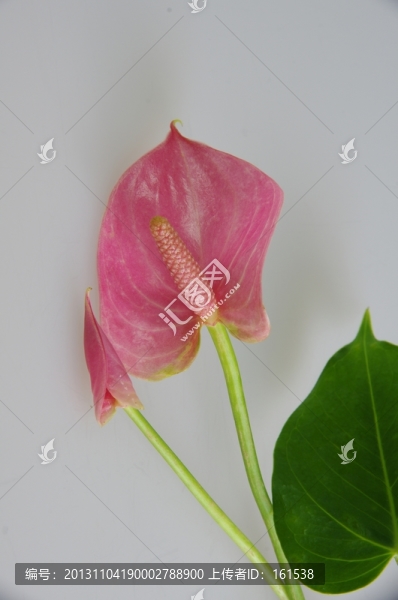 粉色花設(shè)計(jì)素材,,粉掌