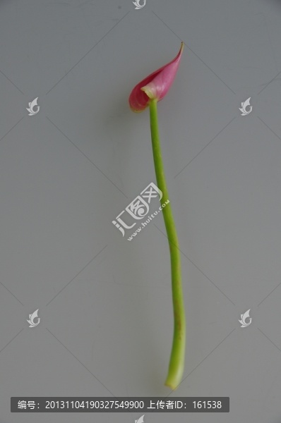 粉色花,粉掌
