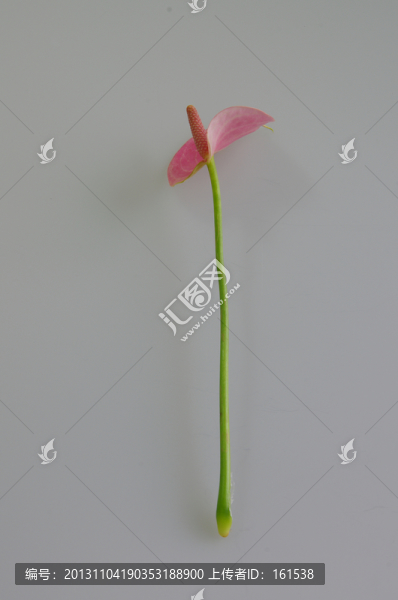 粉掌,粉色花設(shè)計(jì)素材