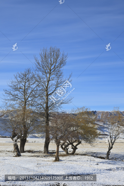 雪原