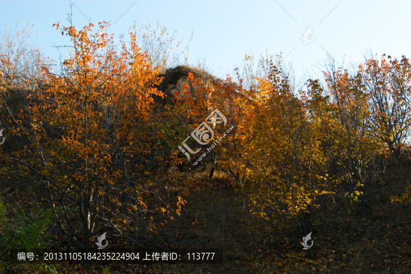 深山紅葉
