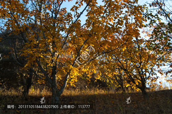 深山紅葉