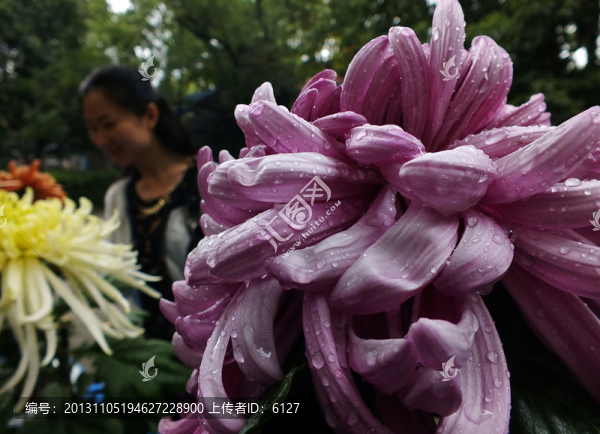 菊花