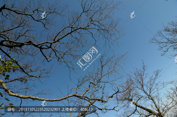 秋日光樹桿