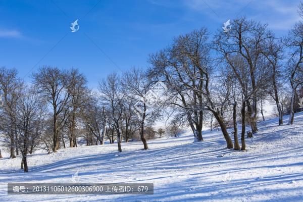 雪景,,樹林