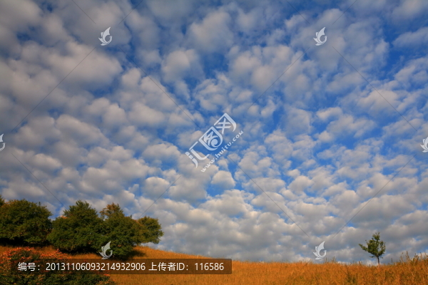 秋林華色