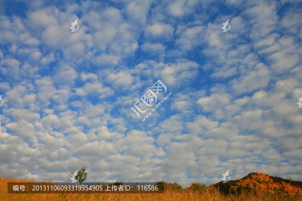 秋林華色