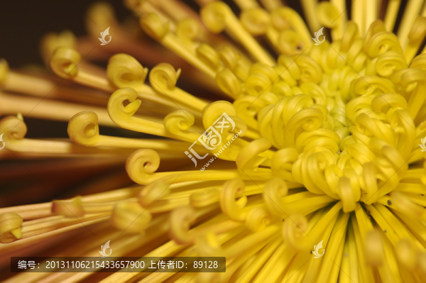黃色菊花