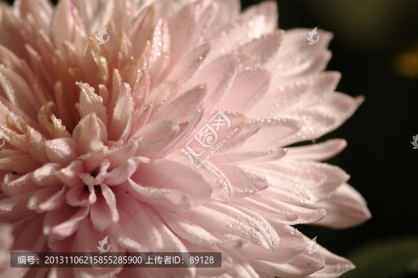 菊花上的水珠
