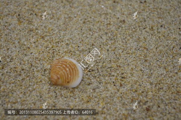海邊貝殼