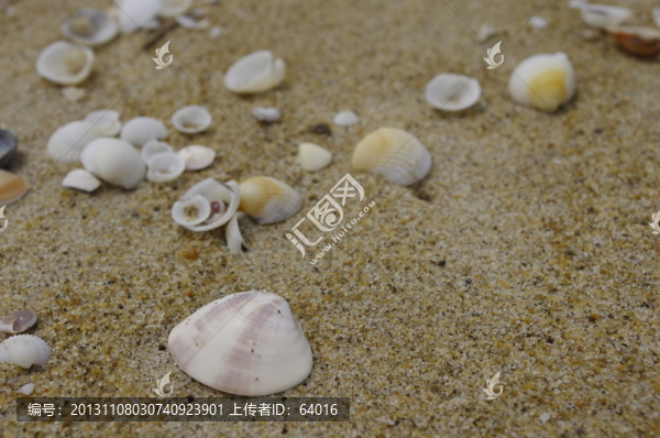 海岸貝殼