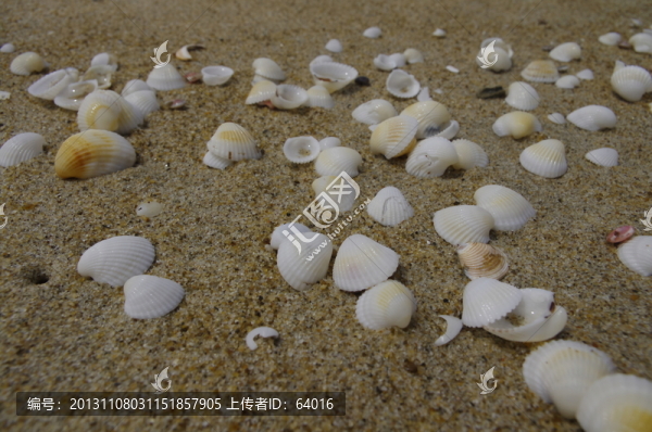 貝殼
