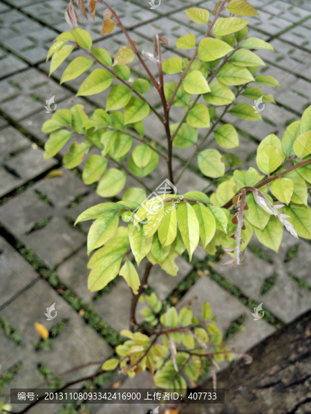 楊桃樹(shù)苗