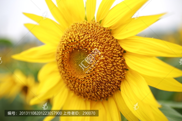 向日葵,向陽花,葵花,金色太陽