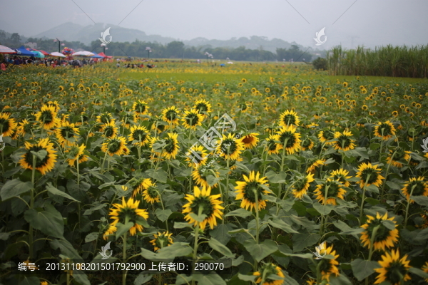 向日葵,向陽(yáng)花,葵花,金色太陽(yáng)