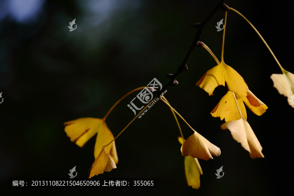 銀杏