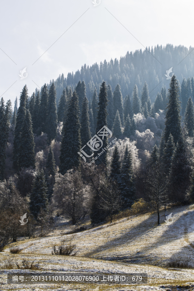 森林雪景
