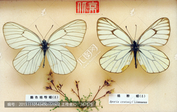 蝴蝶標(biāo)本