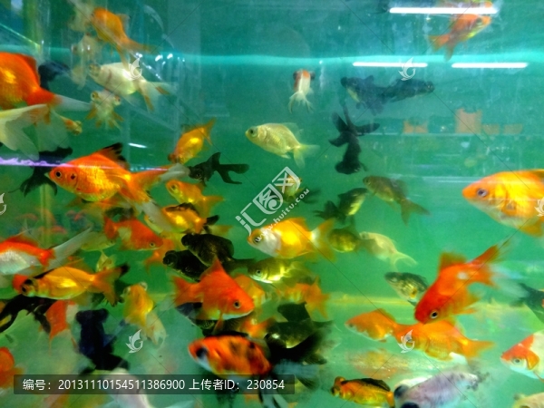 生態(tài)魚缸,觀賞魚缸