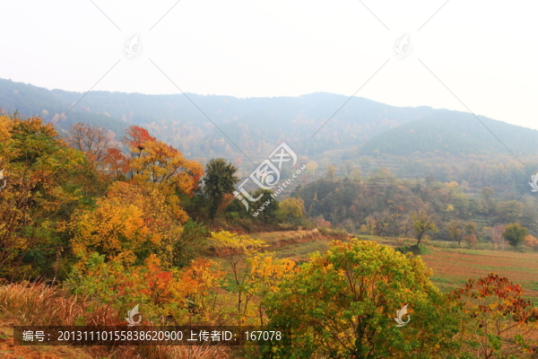 烏桕樹林