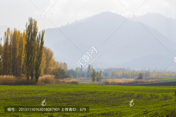 希望的田野
