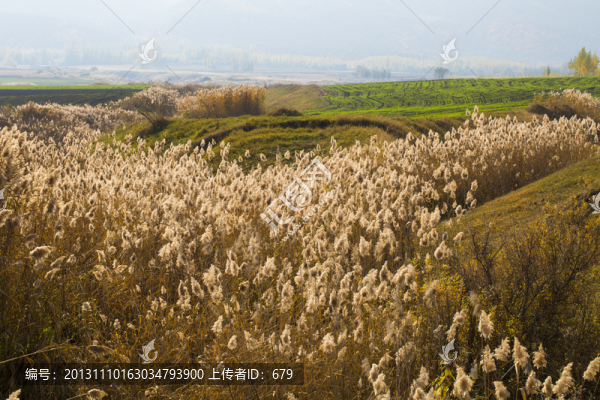 蘆葦飄蕩