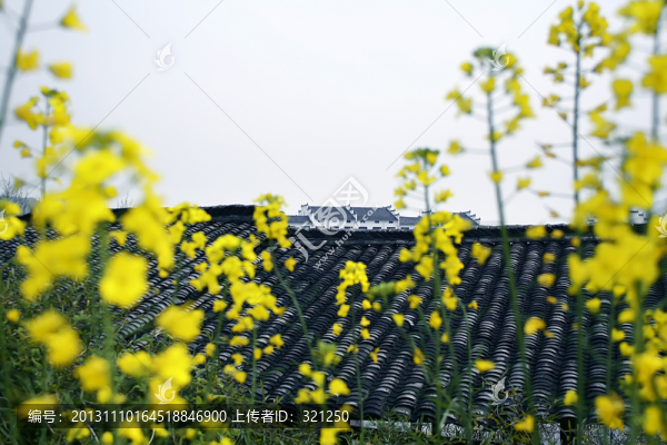 油菜花