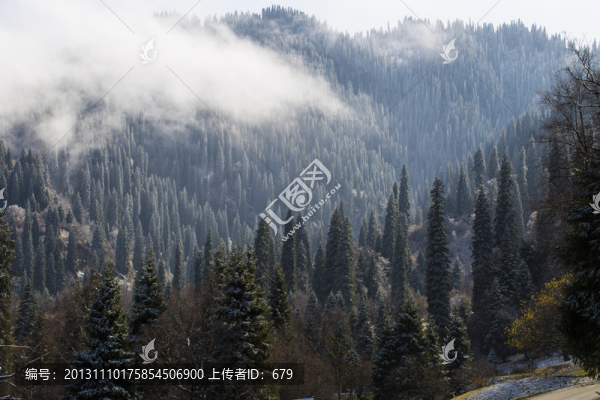 云霧森林,,,那拉提