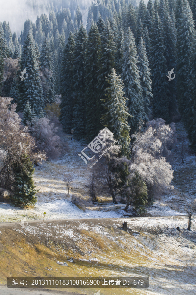 森林,雪景