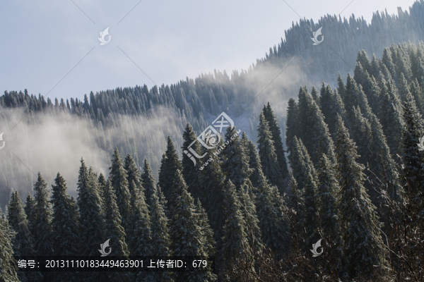 云霧,,,森林