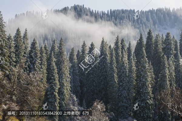 森林美景