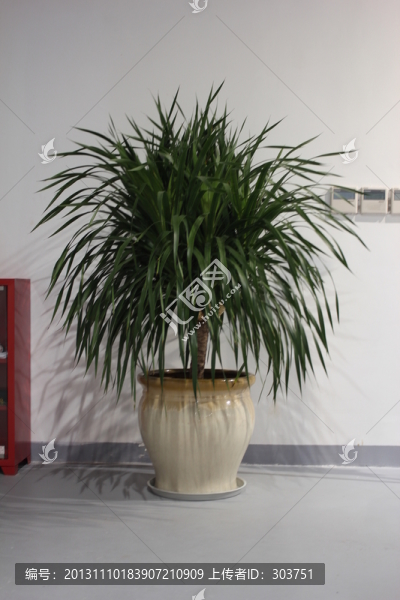 植被