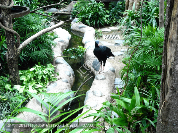 盔鳳冠雉
