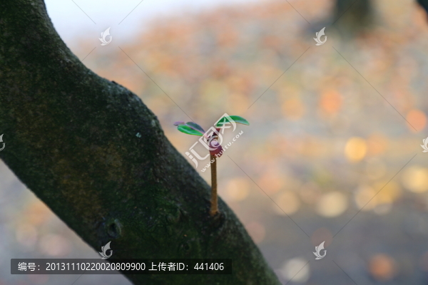 新生嫩芽