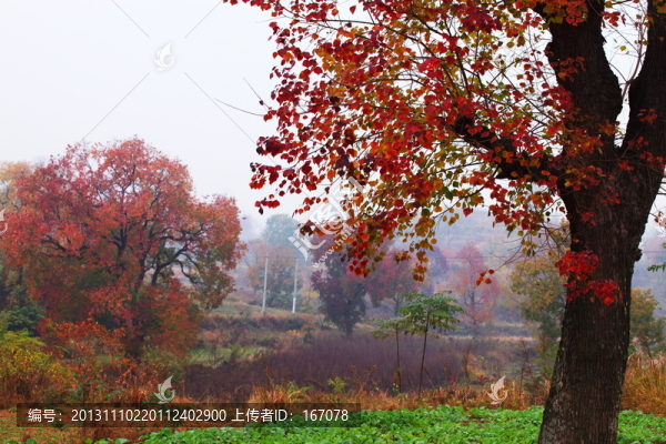 烏桕紅葉