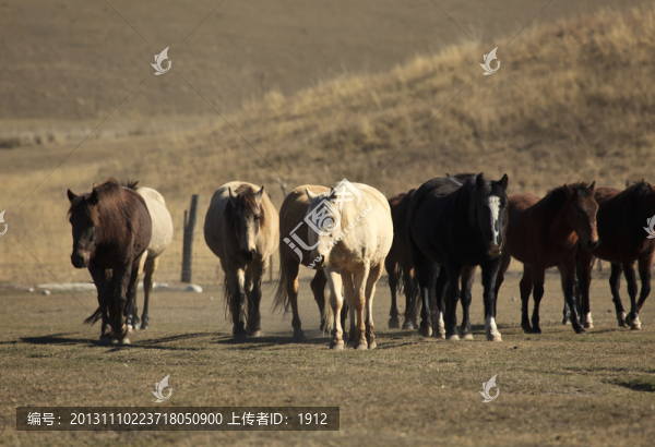 馬