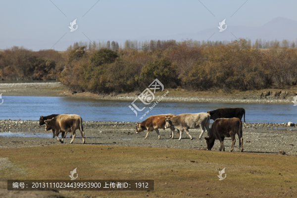 牛