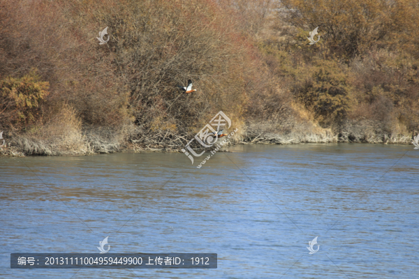 黃鴨