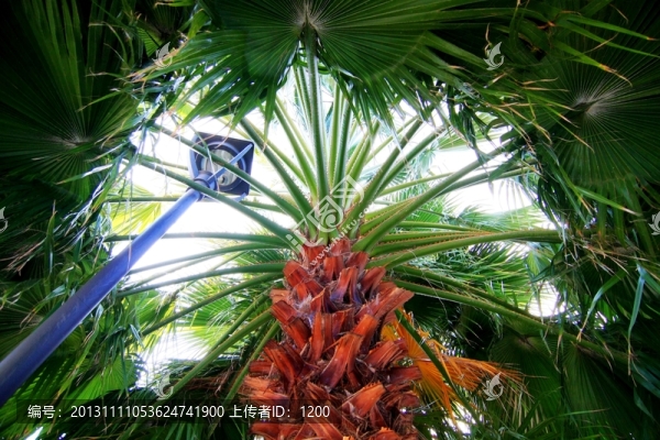 棕櫚樹