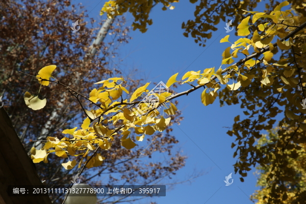 北京釣魚臺銀杏