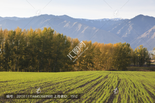 田野