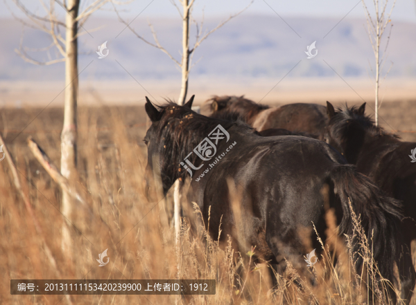 馬