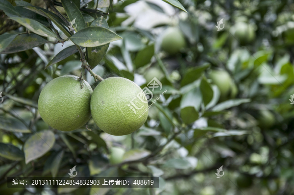 果樹(shù)