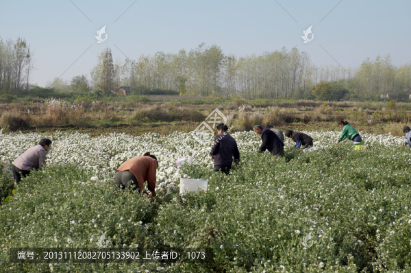 采收滁州貢菊,田間勞動生產