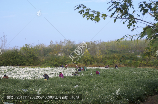 采收滁州貢菊,田間勞動生產(chǎn)