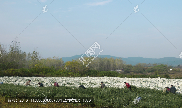 采收滁州貢菊,田間勞動生產(chǎn)