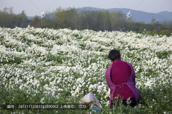 采收滁州貢菊,田間勞動(dòng)生產(chǎn)